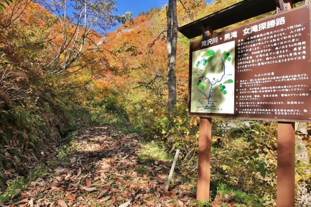 秘境奥会津の蜂の巣採取したスズメバチの抜け殻 - 雑貨